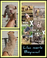 Lilac merle boy -1, a male American Bully for sale in Birmingham, AL – 5 of 6