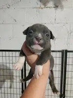 blue female 3, a female American Bully for sale in Birmingham, AL – 2 of 6