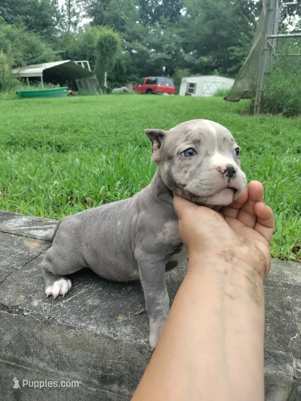 Blue merle girl – American Bully puppy for sale in Birmingham, AL