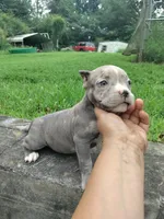 Lilac merle girl, a female American Bully for sale in Birmingham, AL – 4 of 4