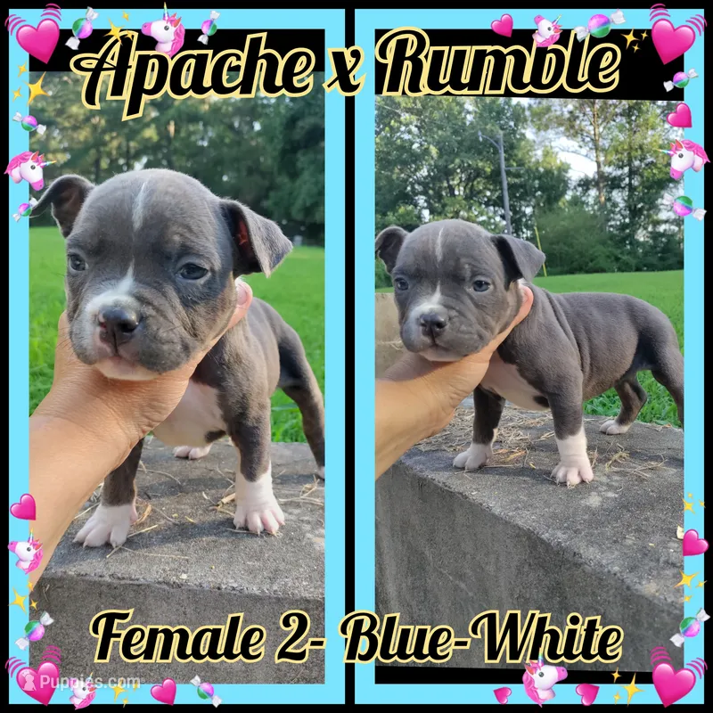 blue female 2 – American Bully puppy for sale in Birmingham, AL