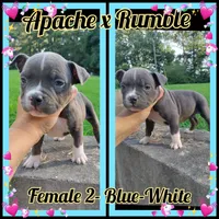 blue female 2, a female American Bully for sale in Birmingham, AL – 1 of 6