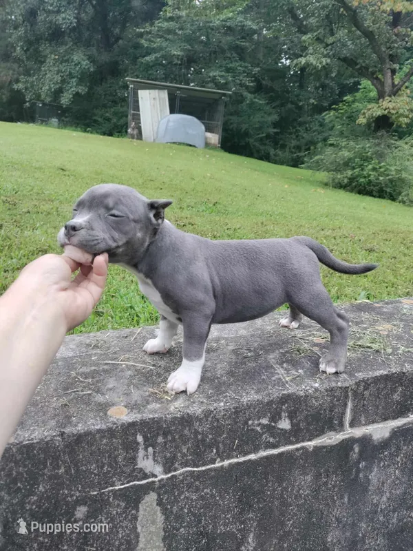 Wiggles – American Bully puppy for sale in Birmingham, AL