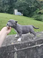 SOLD-Wiggles, a female American Bully for sale in Birmingham, AL – 1 of 7