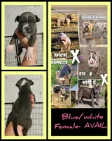 blue female 2, a female American Bully for sale in Birmingham, AL – 6 of 6