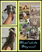 blue male 2, a male American Bully for sale in Birmingham, AL – 5 of 5