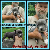 blue trindle female 2, a female American Bully for sale in Birmingham, AL – 1 of 7
