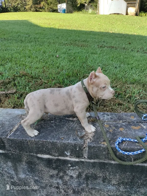 Lilac merle boy -1 – American Bully puppy for sale in Birmingham, AL