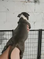 blue male 3, a male American Bully for sale in Birmingham, AL – 3 of 6