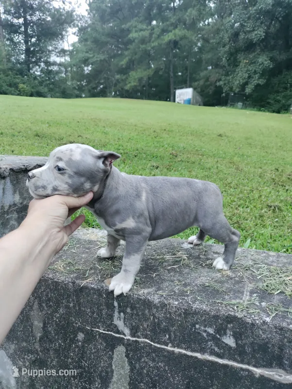 Blue merle girl – American Bully puppy for sale in Birmingham, AL