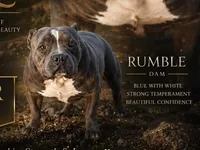 Lilac merle boy -1, a male American Bully for sale in Birmingham, AL – 6 of 6