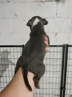 blue female 2, a female American Bully for sale in Birmingham, AL – 3 of 6