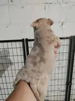 Lilac merle boy -1, a male American Bully for sale in Birmingham, AL – 3 of 6