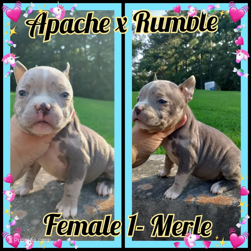 Lilac merle girl – American Bully puppy for sale in Birmingham, AL