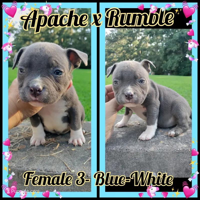 blue female 3 – American Bully puppy for sale in Birmingham, AL