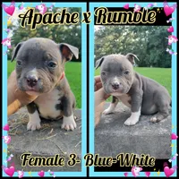 blue female 3, a female American Bully for sale in Birmingham, AL – 1 of 6