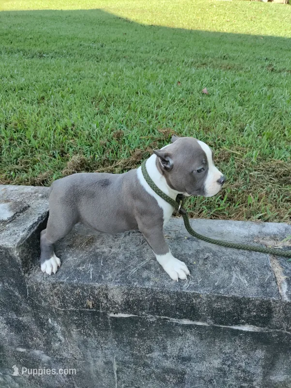 blue male 2 – American Bully puppy for sale in Birmingham, AL