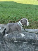 blue male 2, a male American Bully for sale in Birmingham, AL – 1 of 9