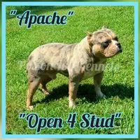 blue male 2, a male American Bully for sale in Birmingham, AL – 3 of 5