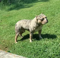 Lilac merle boy, a male American Bully for sale in Birmingham, AL – 2 of 5
