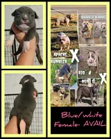 blue female 3, a female American Bully for sale in Birmingham, AL – 6 of 6