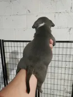 blue female 3, a female American Bully for sale in Birmingham, AL – 3 of 6