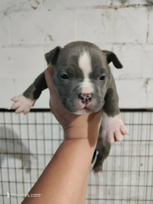 blue male 2 – American Bully puppy for sale in Birmingham, AL