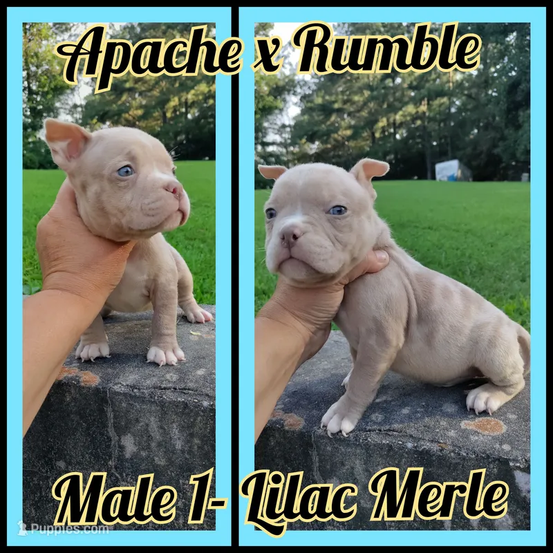 Lilac merle boy -1 – American Bully puppy for sale in Birmingham, AL