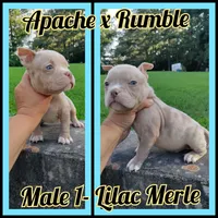 Lilac merle boy -1, a male American Bully for sale in Birmingham, AL – 1 of 6