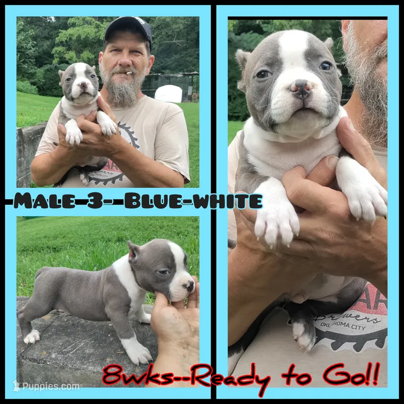 blue male 3 – American Bully puppy for sale in Birmingham, AL
