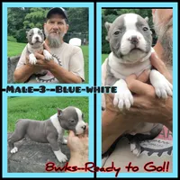 blue male 2, a male American Bully for sale in Birmingham, AL – 3 of 9