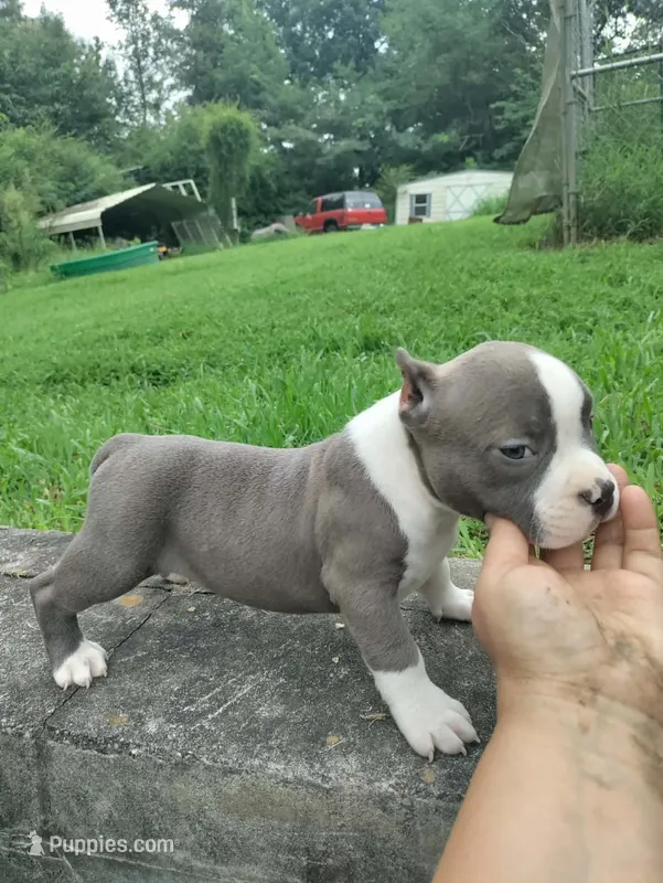 blue male 3 – American Bully puppy for sale in Birmingham, AL