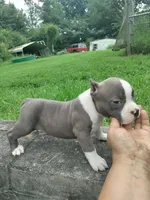 blue male 2, a male American Bully for sale in Birmingham, AL – 2 of 9