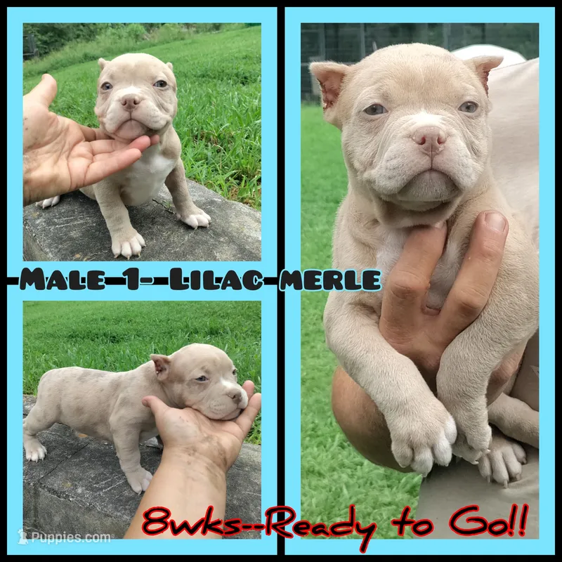 Lilac merle boy -1 – American Bully puppy for sale in Birmingham, AL