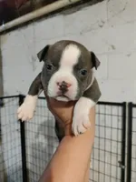 blue male 3, a male American Bully for sale in Birmingham, AL – 2 of 6