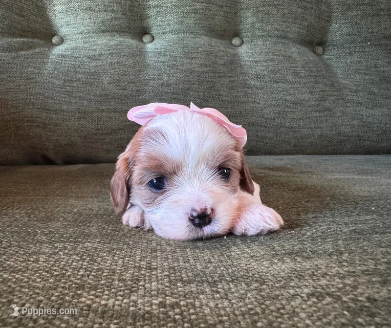 Little Girl – Cavapoo, Cavachon puppy for sale in Kansas City, MO