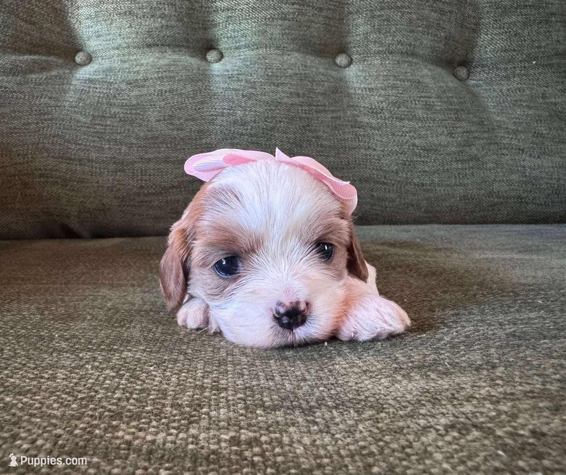Little Girl, a female Cavapoo and Cavachon for sale in Kansas City, MO – 1 of 10