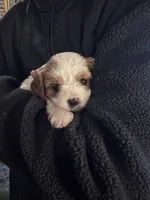 Little Girl, a female Cavapoo and Cavachon for sale in Kansas City, MO – 4 of 10