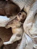 Little Girl, a female Cavapoo and Cavachon for sale in Kansas City, MO – 6 of 10