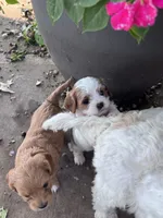 Little Girl, a female Cavapoo and Cavachon for sale in Kansas City, MO – 7 of 10