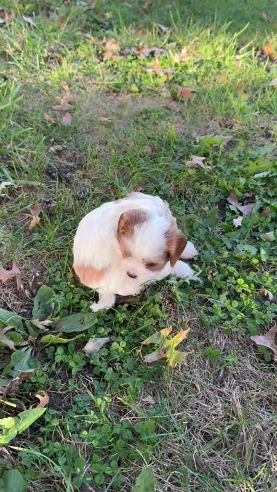 Little Girl, a female Cavapoo and Cavachon for sale in Kansas City, MO – 5 of 10