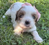 Little Girl, a female Cavapoo and Cavachon for sale in Kansas City, MO – 10 of 10