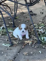 Little Girl, a female Cavapoo and Cavachon for sale in Kansas City, MO – 3 of 10