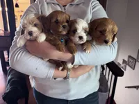 Little Girl, a female Cavapoo and Cavachon for sale in Kansas City, MO – 8 of 10