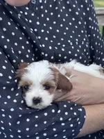Little Girl, a female Cavapoo and Cavachon for sale in Kansas City, MO – 2 of 10