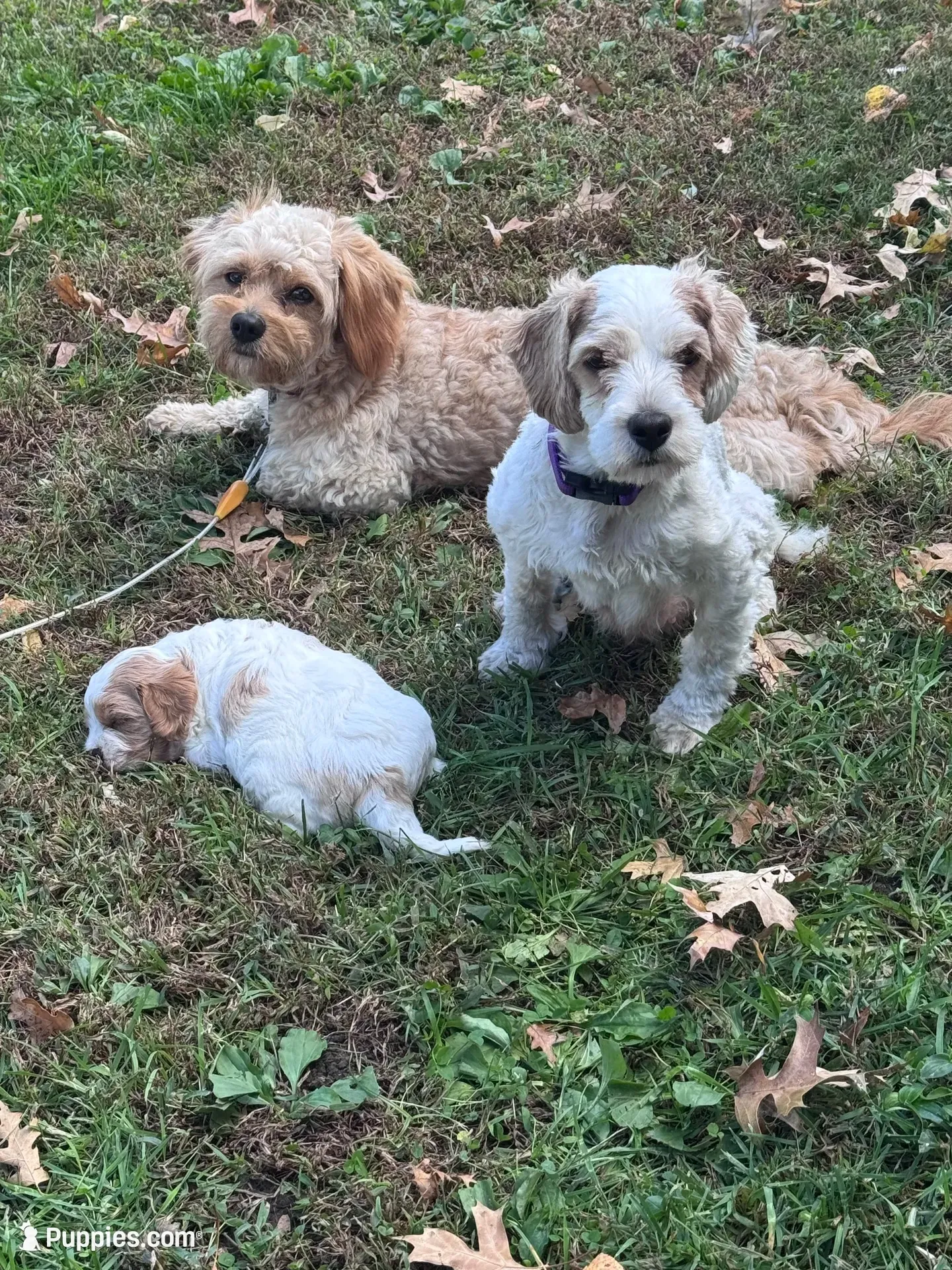 Little Girl, a female Cavapoo and Cavachon for sale in Kansas City, MO – 9 of 10