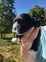AKC Male #1, a male Cocker Spaniel for sale in Corbin, KY – 4 of 6