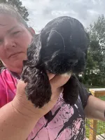 AKC Male #2, a male Cocker Spaniel for sale in Corbin, KY – 5 of 5