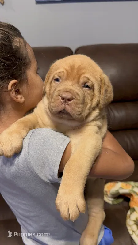 Kentucky’s “Diesel” – Dogue de Bordeaux puppy for sale in Corbin, KY