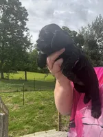 AKC Male #2, a male Cocker Spaniel for sale in Corbin, KY – 4 of 5